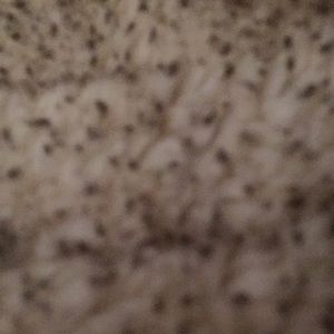 Meet your Posher, Elysa